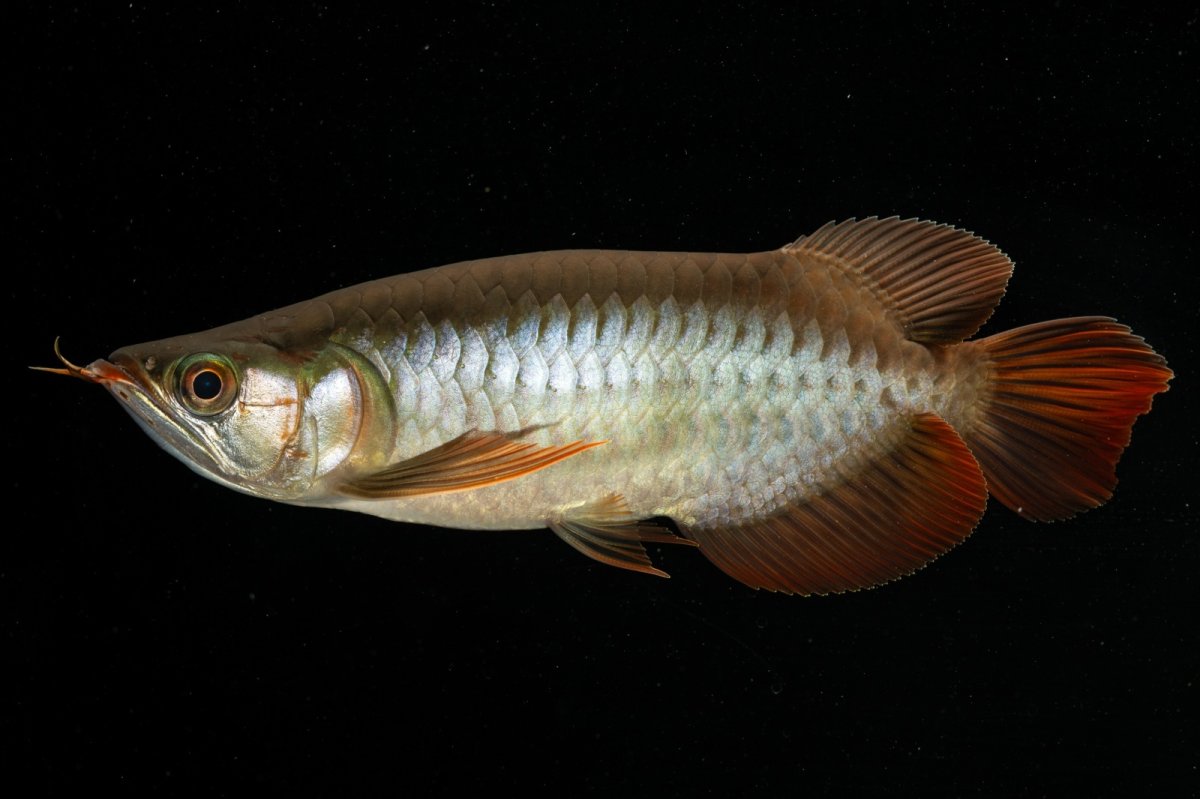 画像10: メタルレッド F4 NO.5（ディナミカカプアス産） (10)