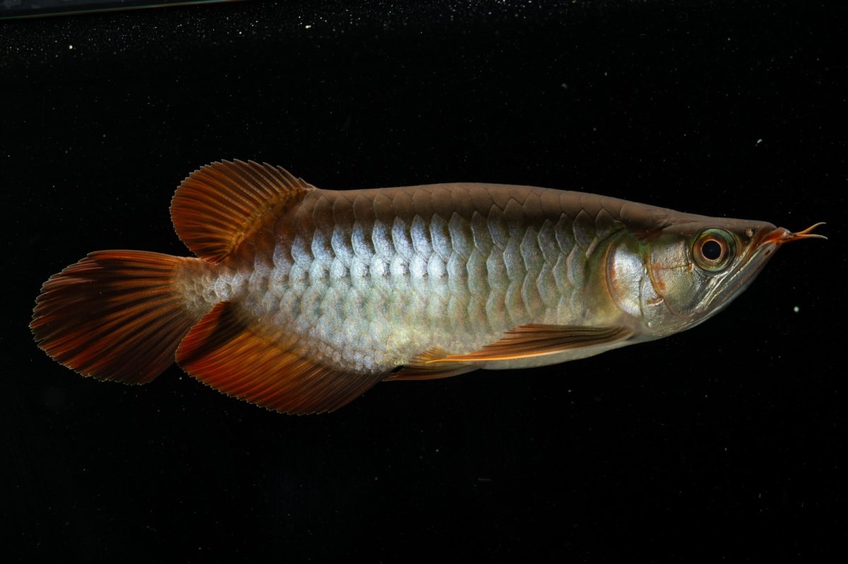 画像5: メタルレッド F4 NO.5（ディナミカカプアス産） (5)