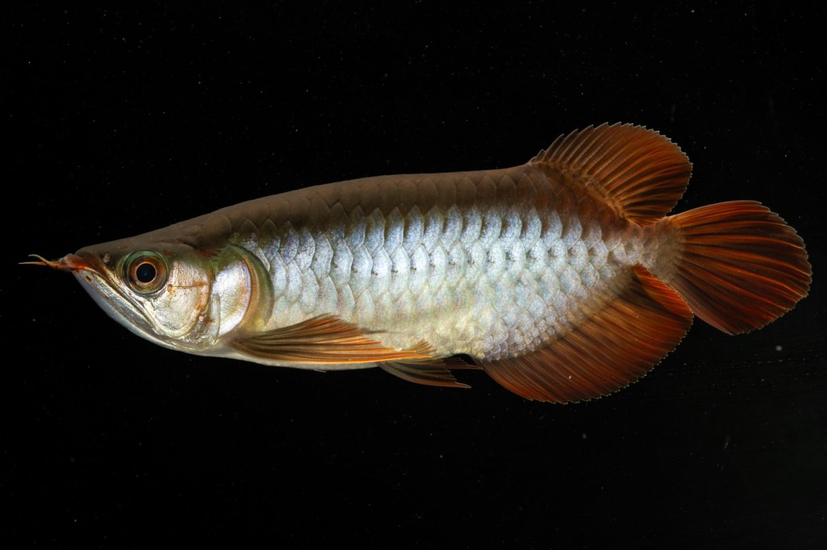 画像9: メタルレッド F4 NO.5（ディナミカカプアス産） (9)