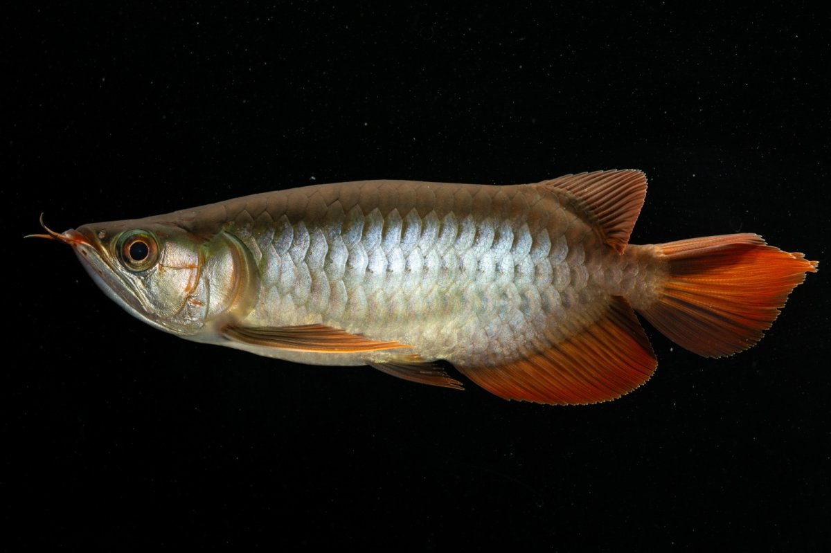 画像6: メタルレッド F4 NO.5（ディナミカカプアス産） (6)