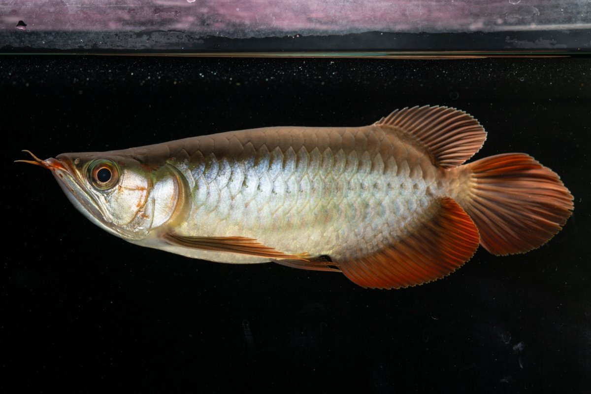 画像4: メタルレッド F4 NO.5（ディナミカカプアス産） (4)