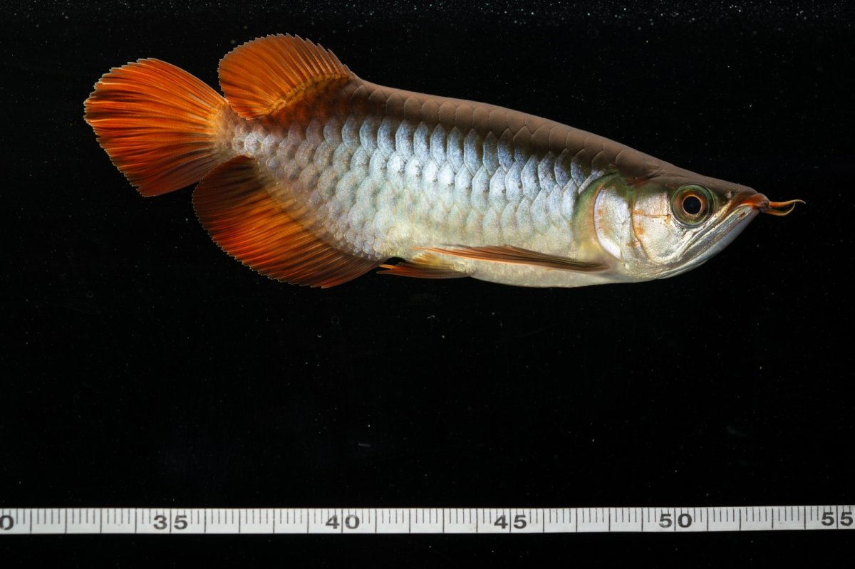 画像12: メタルレッド F4 NO.5（ディナミカカプアス産） (12)