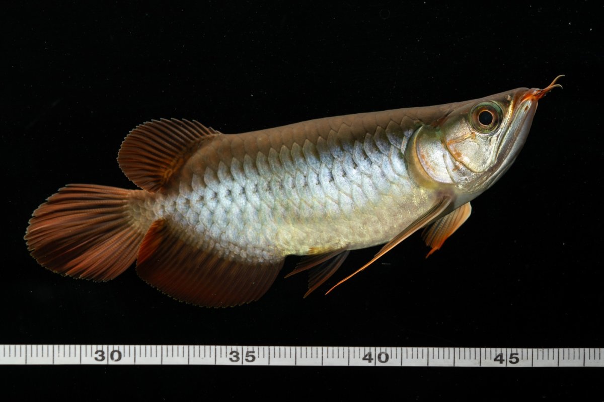 画像11: メタルレッド F4 NO.5（ディナミカカプアス産） (11)