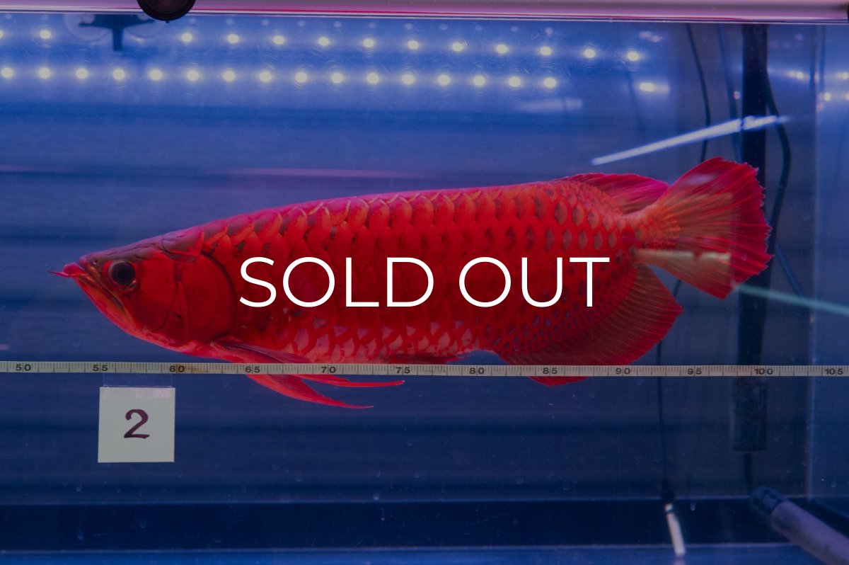 画像1: スーパーレッド  NO.2 (1)