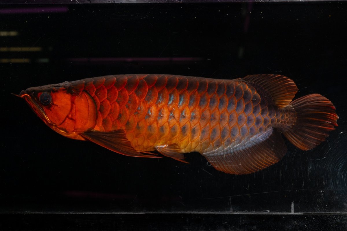 画像6: メタルレッド F4 NO.4(#1) （ディナミカカプアス産） (6)