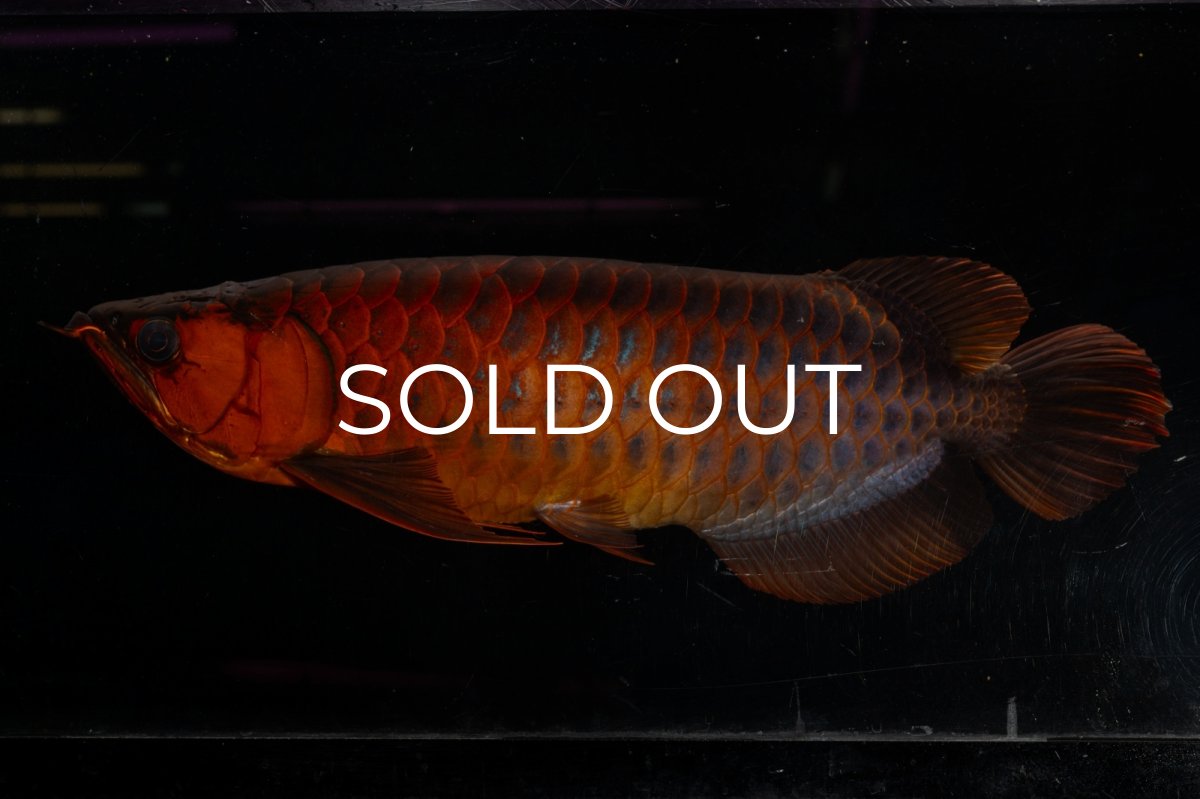 画像6: メタルレッド F4 NO.4(#1) （ディナミカカプアス産） (6)