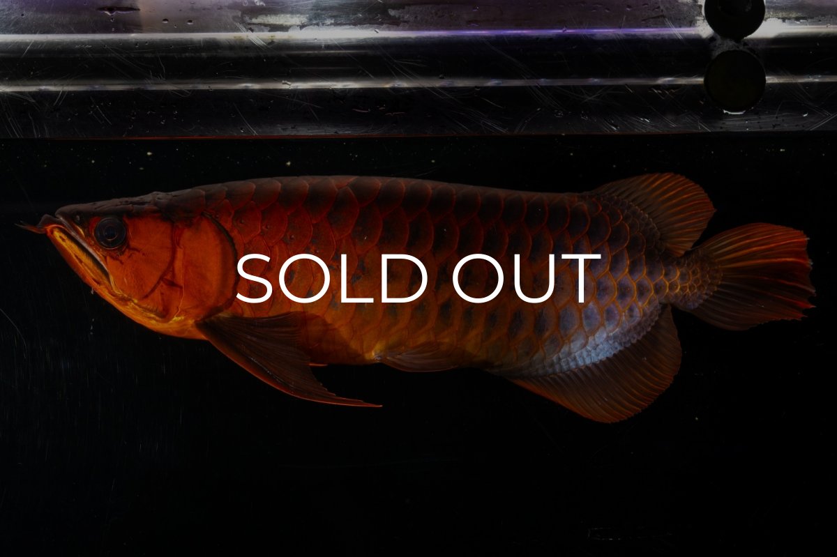 画像4: メタルレッド F4 NO.4(#1) （ディナミカカプアス産） (4)