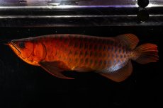 画像4: メタルレッド F4 NO.4(#1) （ディナミカカプアス産） (4)