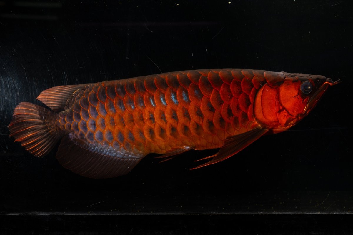 画像10: メタルレッド F4 NO.4(#1) （ディナミカカプアス産） (10)