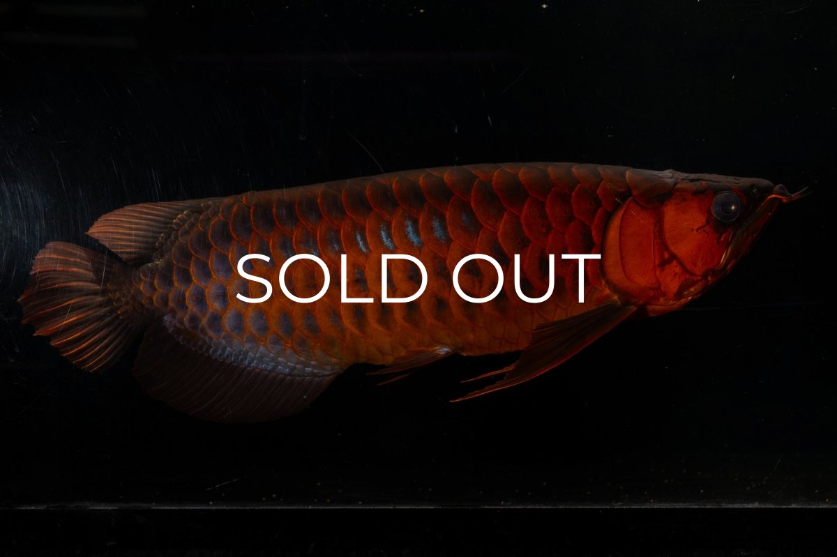 画像10: メタルレッド F4 NO.4(#1) （ディナミカカプアス産） (10)