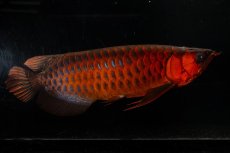 画像10: メタルレッド F4 NO.4(#1) （ディナミカカプアス産） (10)