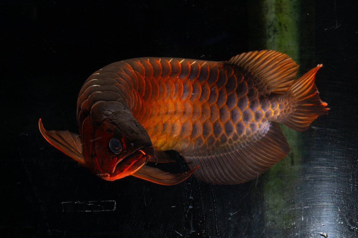 画像11: メタルレッド F4 NO.4(#1) （ディナミカカプアス産） (11)