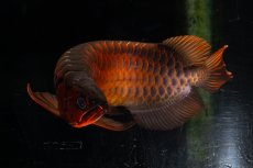 画像11: メタルレッド F4 NO.4(#1) （ディナミカカプアス産） (11)