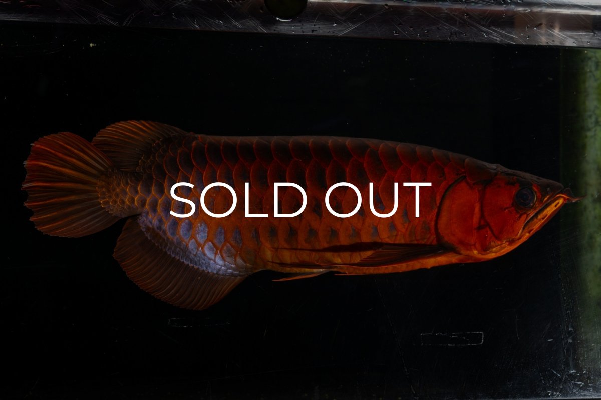 画像1: メタルレッド F4 NO.4(#1) （ディナミカカプアス産） (1)