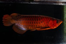 画像1: メタルレッド F4 NO.4(#1) （ディナミカカプアス産） (1)