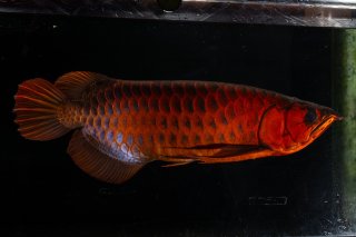 メタルレッド - アジアアロワナ専門店ラフレシア