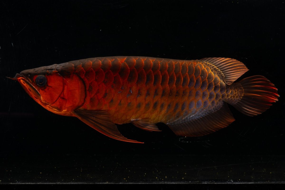 画像2: メタルレッド F4 NO.4(#1) （ディナミカカプアス産） (2)