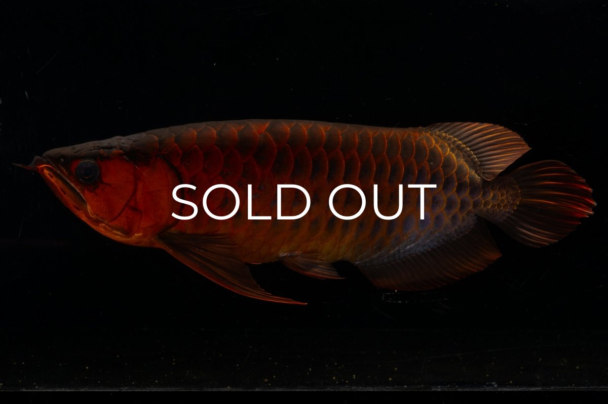 画像2: メタルレッド F4 NO.4(#1) （ディナミカカプアス産） (2)