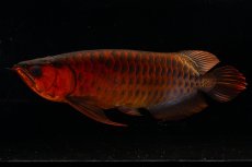 画像2: メタルレッド F4 NO.4(#1) （ディナミカカプアス産） (2)