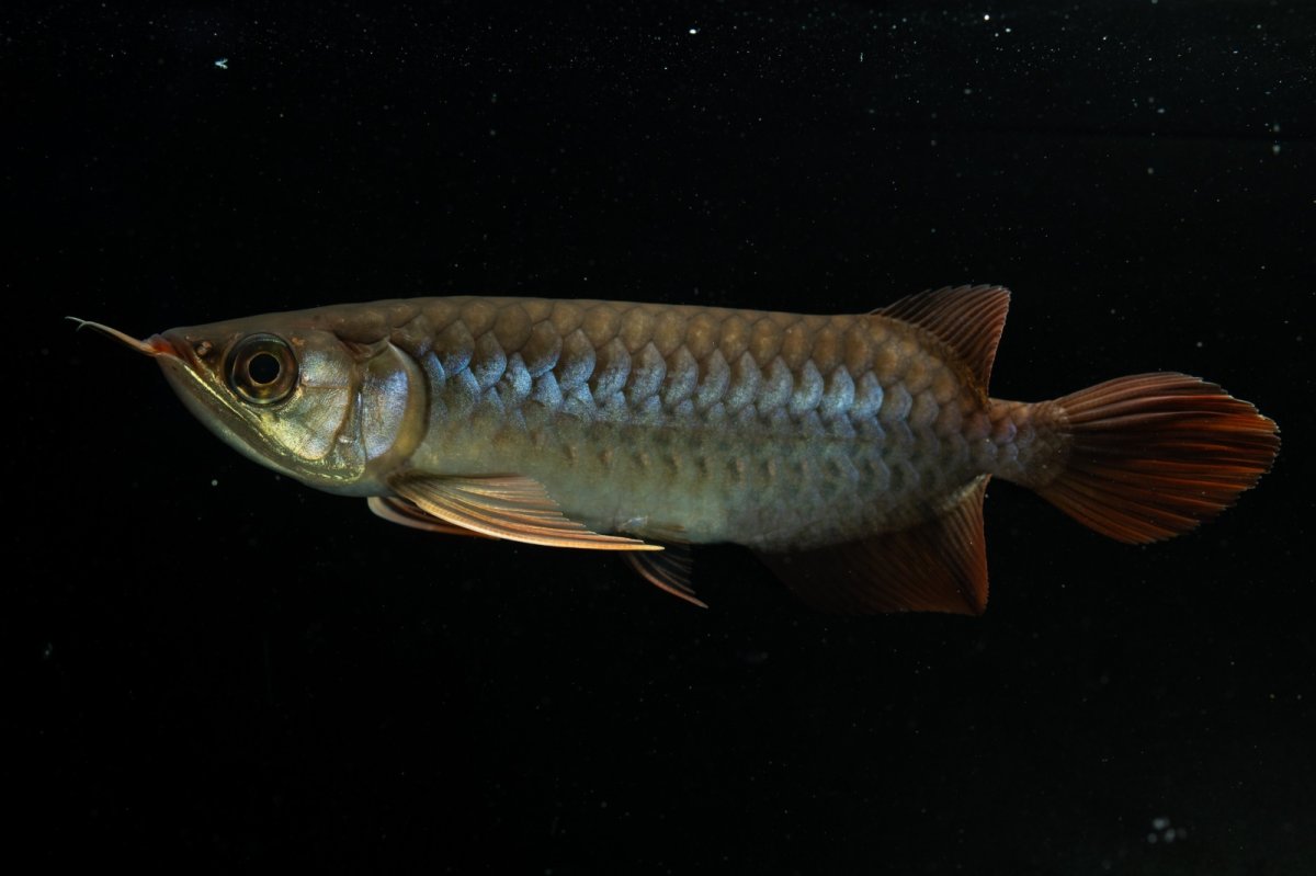 画像7: チリレッド NO.20（インドネシア産） (7)