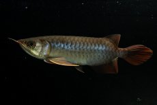 画像7: チリレッド NO.20（インドネシア産） (7)