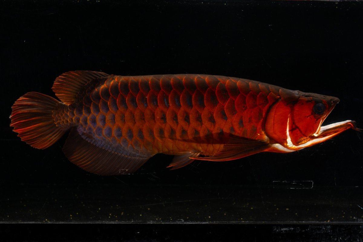 画像9: メタルレッド F4 NO.4(#1) （ディナミカカプアス産） (9)