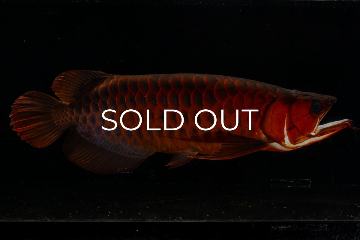 画像9: メタルレッド F4 NO.4(#1) （ディナミカカプアス産） (9)