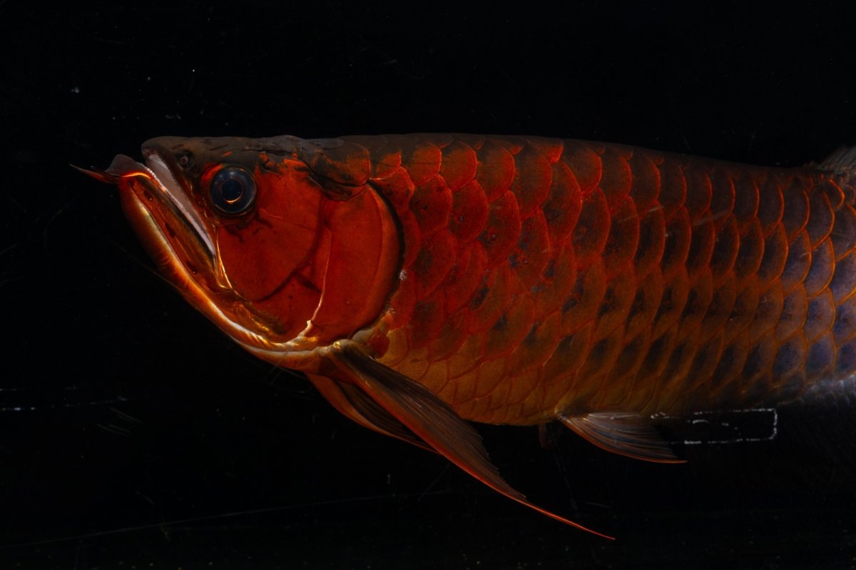 画像12: メタルレッド F4 NO.4(#1) （ディナミカカプアス産） (12)