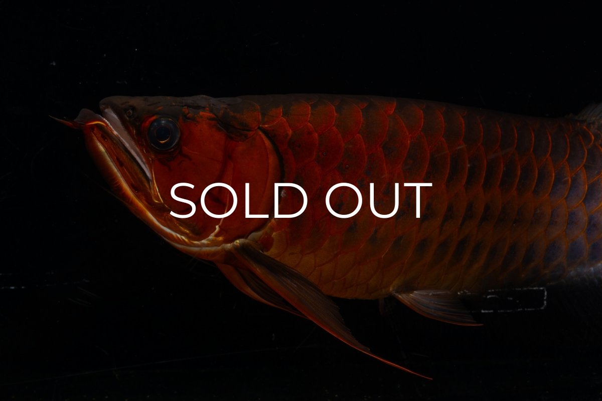 画像12: メタルレッド F4 NO.4(#1) （ディナミカカプアス産） (12)