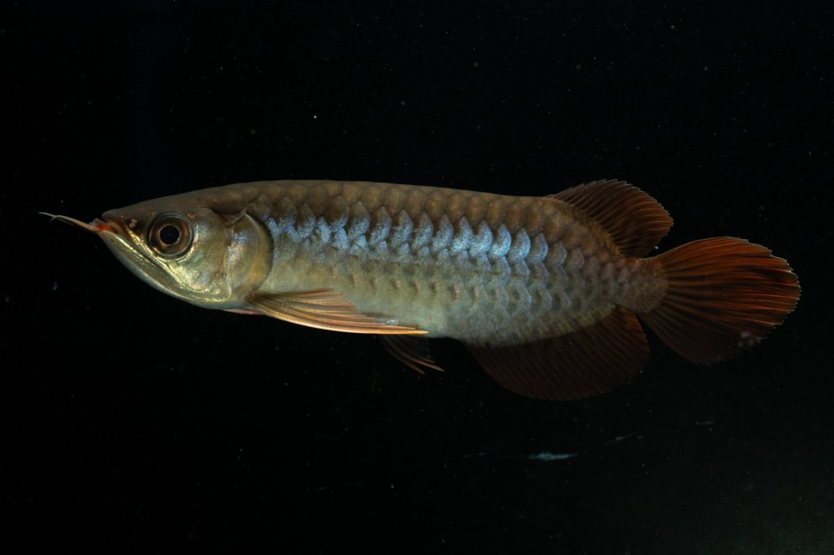 画像5: チリレッド NO.20（インドネシア産） (5)