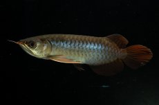 画像5: チリレッド NO.20（インドネシア産） (5)