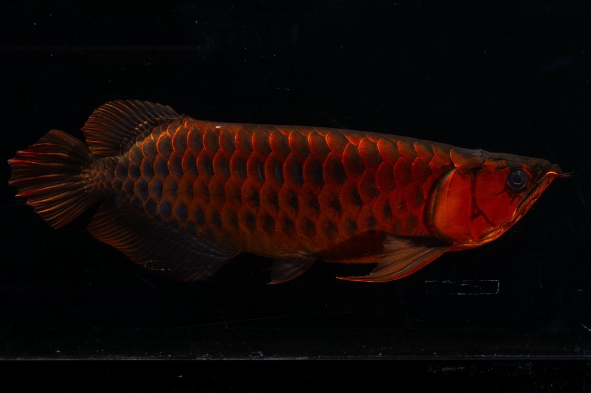 画像8: メタルレッド F4 NO.4(#1) （ディナミカカプアス産） (8)