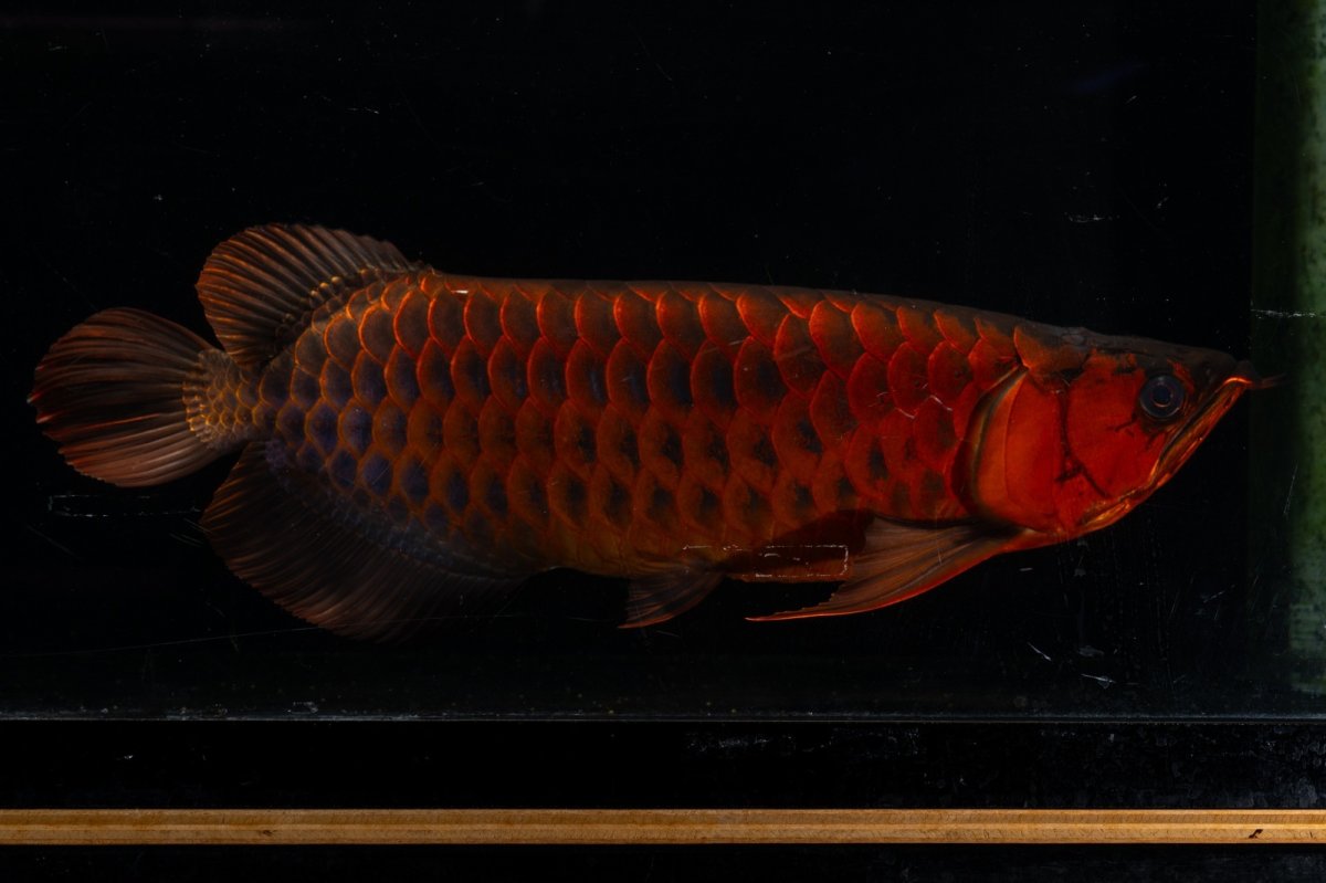 画像5: メタルレッド F4 NO.4(#1) （ディナミカカプアス産） (5)