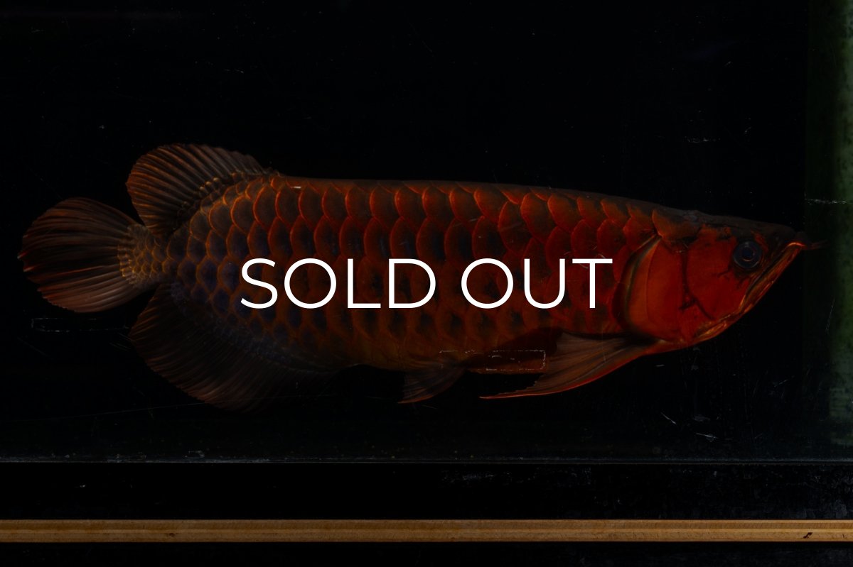 画像5: メタルレッド F4 NO.4(#1) （ディナミカカプアス産） (5)