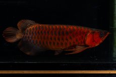 画像5: メタルレッド F4 NO.4(#1) （ディナミカカプアス産） (5)