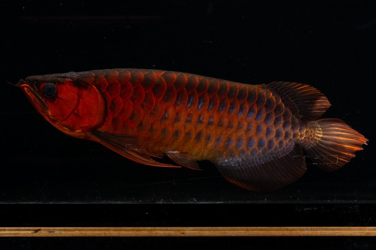 画像7: メタルレッド F4 NO.4(#1) （ディナミカカプアス産） (7)