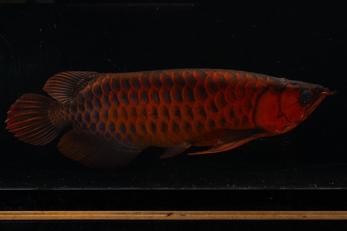 画像3: メタルレッド F4 NO.4(#1) （ディナミカカプアス産） (3)