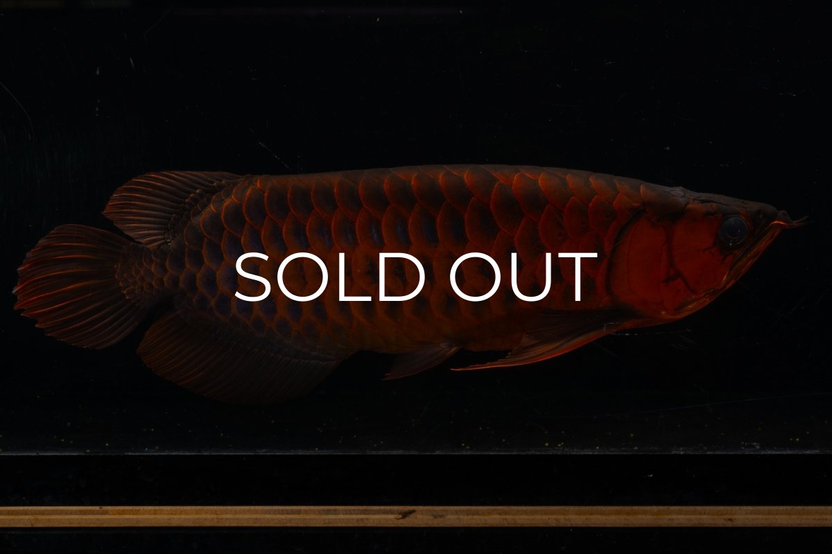 画像3: メタルレッド F4 NO.4(#1) （ディナミカカプアス産） (3)