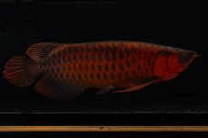 画像3: メタルレッド F4 NO.4(#1) （ディナミカカプアス産） (3)