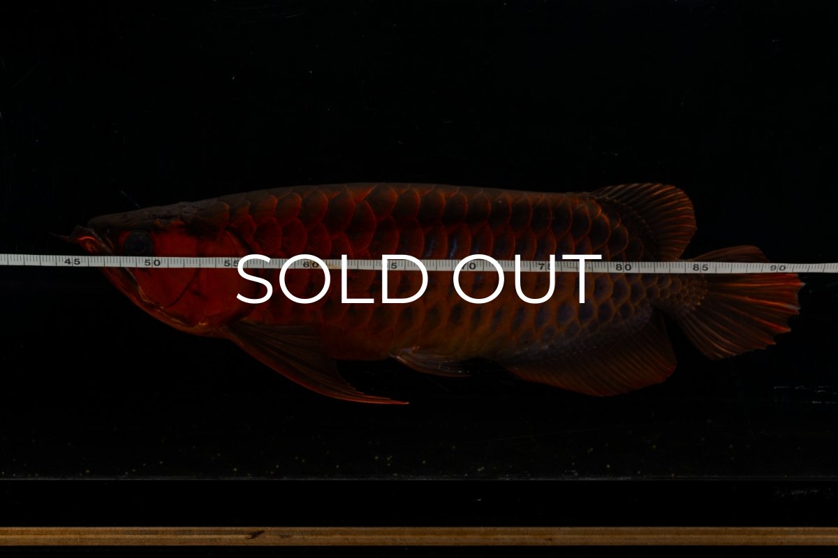 画像14: メタルレッド F4 NO.4(#1) （ディナミカカプアス産） (14)