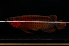 画像14: メタルレッド F4 NO.4(#1) （ディナミカカプアス産） (14)