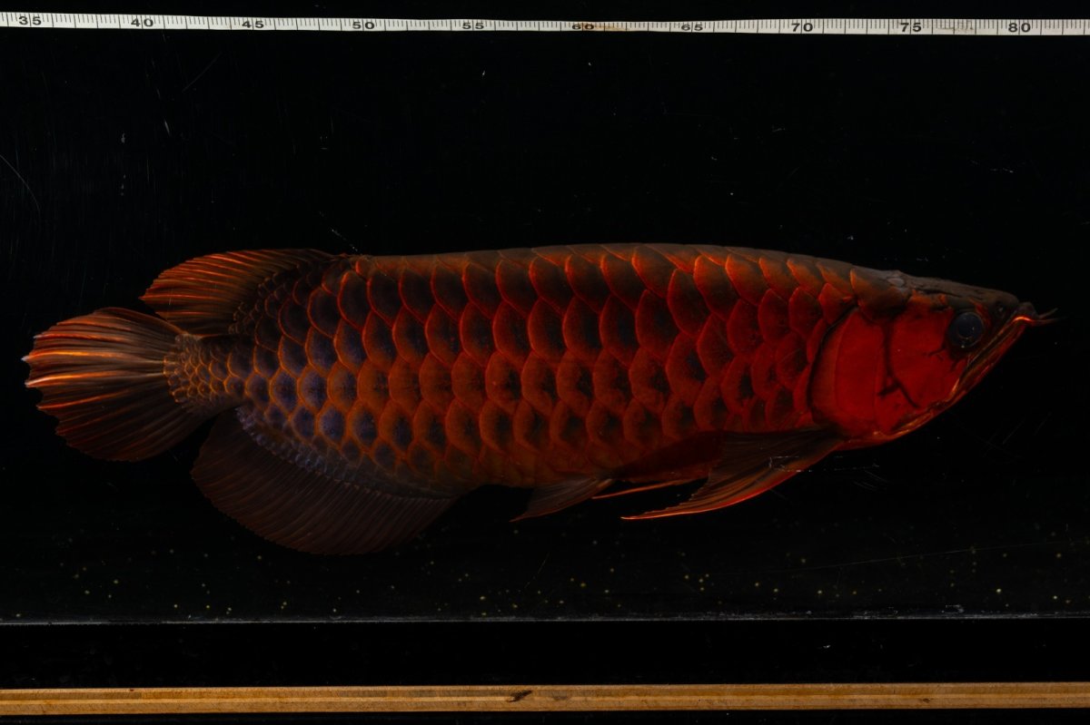 画像13: メタルレッド F4 NO.4(#1) （ディナミカカプアス産） (13)