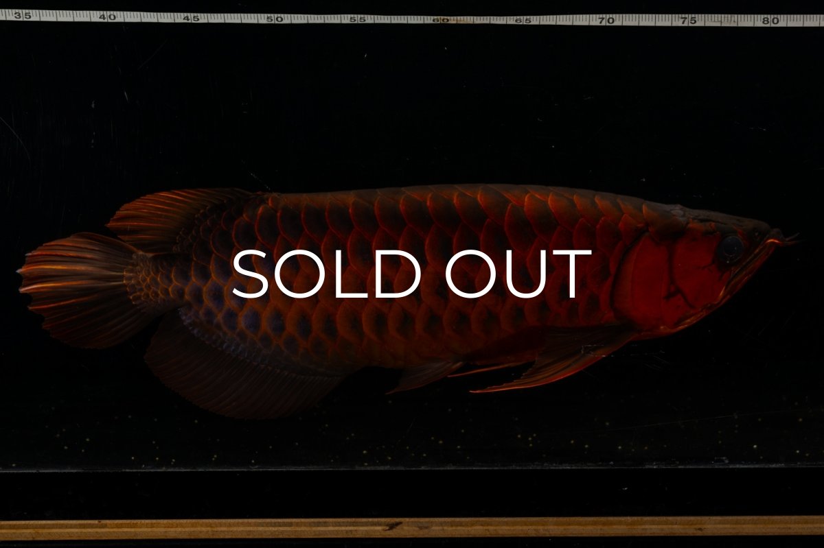 画像13: メタルレッド F4 NO.4(#1) （ディナミカカプアス産） (13)