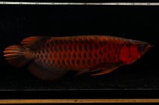 画像13: メタルレッド F4 NO.4(#1) （ディナミカカプアス産） (13)