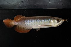 チリレッド NO.8（インドネシア産）