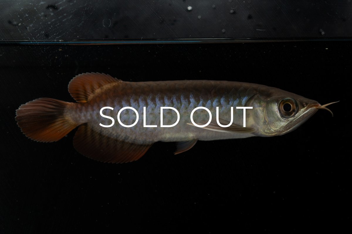 画像5: チリレッド NO.8（インドネシア産） (5)