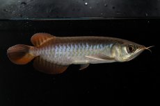 画像5: チリレッド NO.8（インドネシア産） (5)