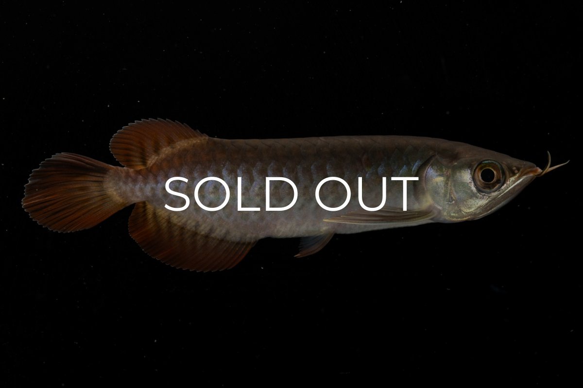 画像3: チリレッド NO.8（インドネシア産） (3)