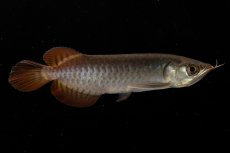 画像3: チリレッド NO.8（インドネシア産） (3)