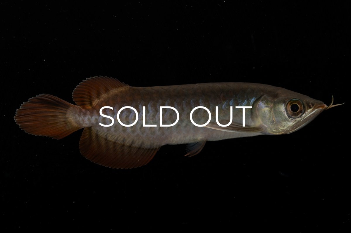 画像11: チリレッド NO.8（インドネシア産） (11)